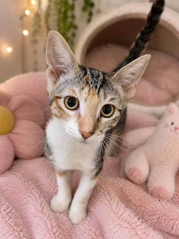 A baby medium-sized female Domestic Short Hair cat named Flipflop for adoption in Napa, CA