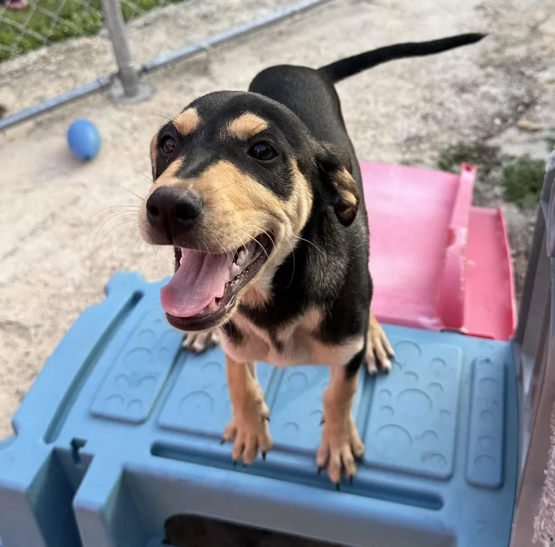 A baby medium-sized male Black Doberman Pinscher dog named Jack for adoption in ISABELA, PR