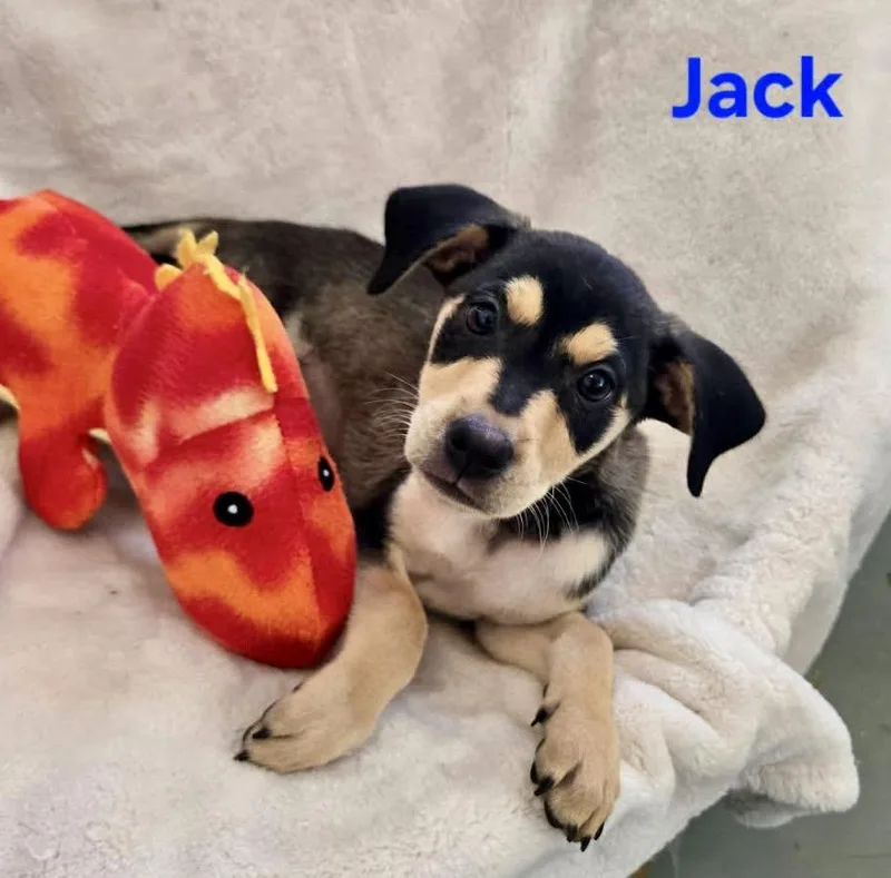 Jack thumbnail 2