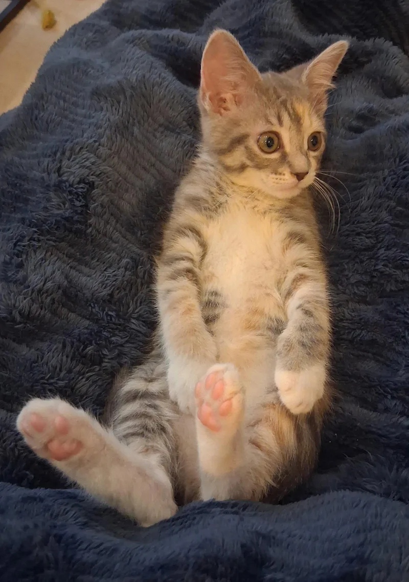 A baby medium-sized female Domestic Short Hair cat named Beatrice for adoption in Herndon, VA