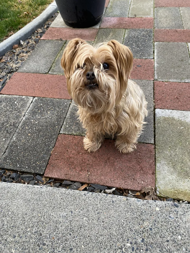 A senior small-sized male Bichon Frise dog named Latte for adoption in West Richland, WA