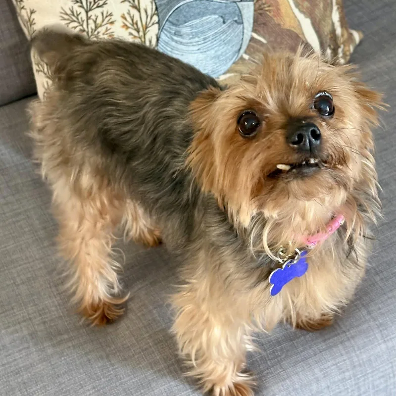 An adult small-sized female Yorkshire Terrier dog named Pina for adoption in Norwood, OH