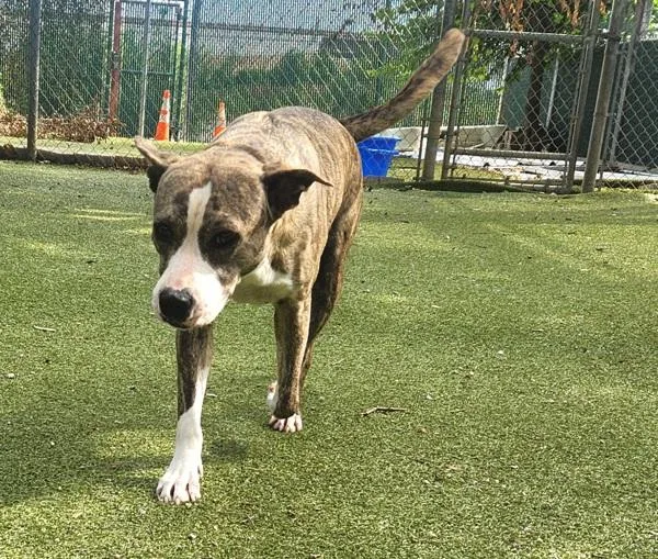 An adult large-sized female Mixed Breed dog named Angelina Ballerina for adoption in Austin, TX