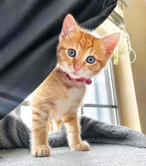 A baby small-sized male Domestic Short Hair cat named Miles for adoption in Sacramento, CA