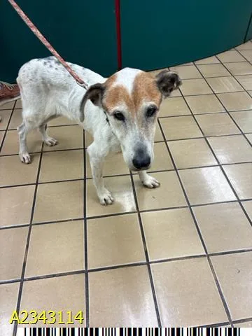 An adult medium-sized female Mixed Breed dog named Genie for adoption in West Palm Beach, FL