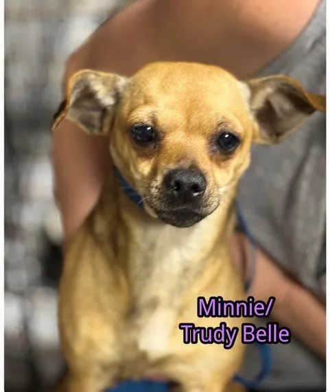 Trudy Belle