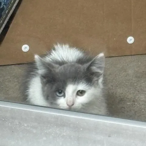 A baby medium-sized female Gray & White Domestic Short Hair cat named Muffin for adoption in Hillsboro, OR