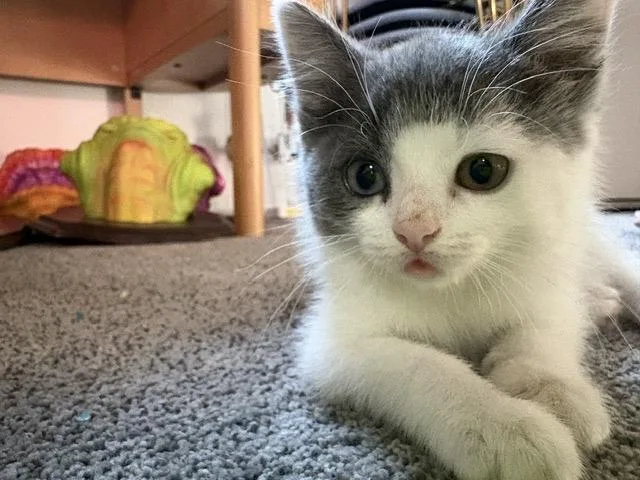 Muffin thumbnail 2