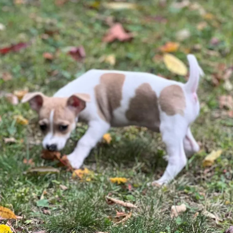 A baby small-sized female White / Cream Chihuahua dog named Maci for adoption in Enfield, NH