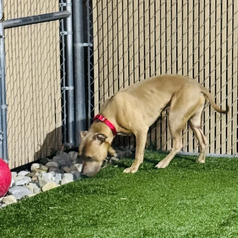 Meet Kane  Fixed thumbnail 2