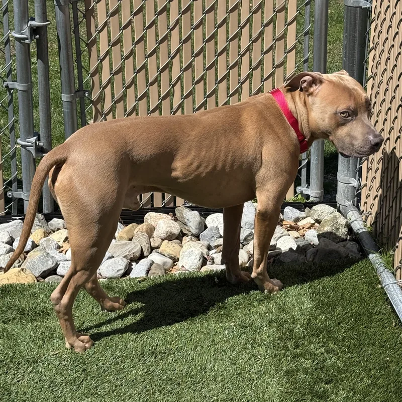 An adult large-sized male Golden American Staffordshire Terrier dog named Meet Kane Fixed for adoption in Clifton, NJ