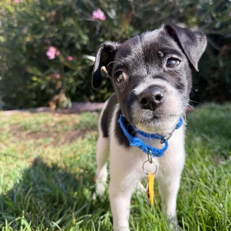 A baby small-sized male Mixed Breed dog named Theodore for adoption in San Francisco, CA