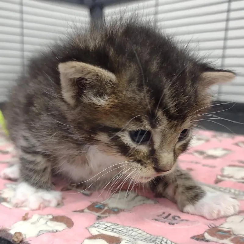 A baby small-sized male Domestic Short Hair cat named Bean for adoption in Hannibal, MO