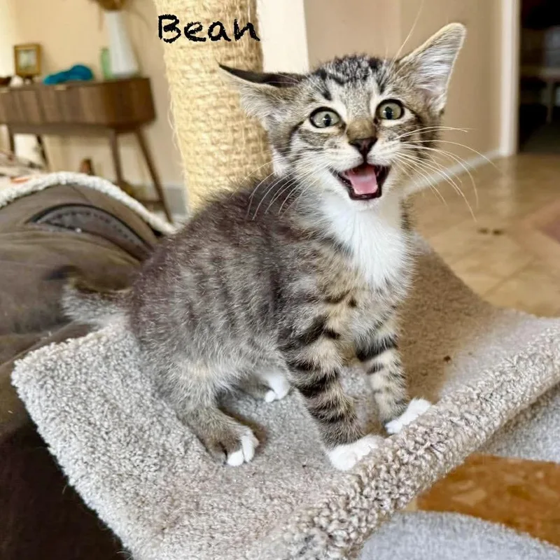 Bean thumbnail 3