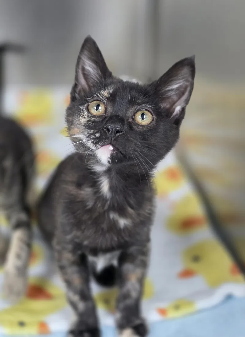 A baby small-sized female Tortoiseshell Domestic Short Hair cat named Wendy for adoption in Beaverton, OR