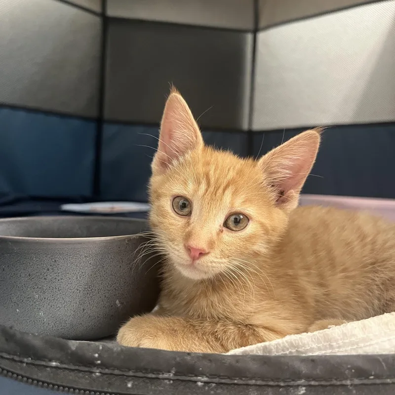 A baby small-sized female Tabby (Orange / Red) Domestic Short Hair cat named Junie for adoption in Chandler, AZ