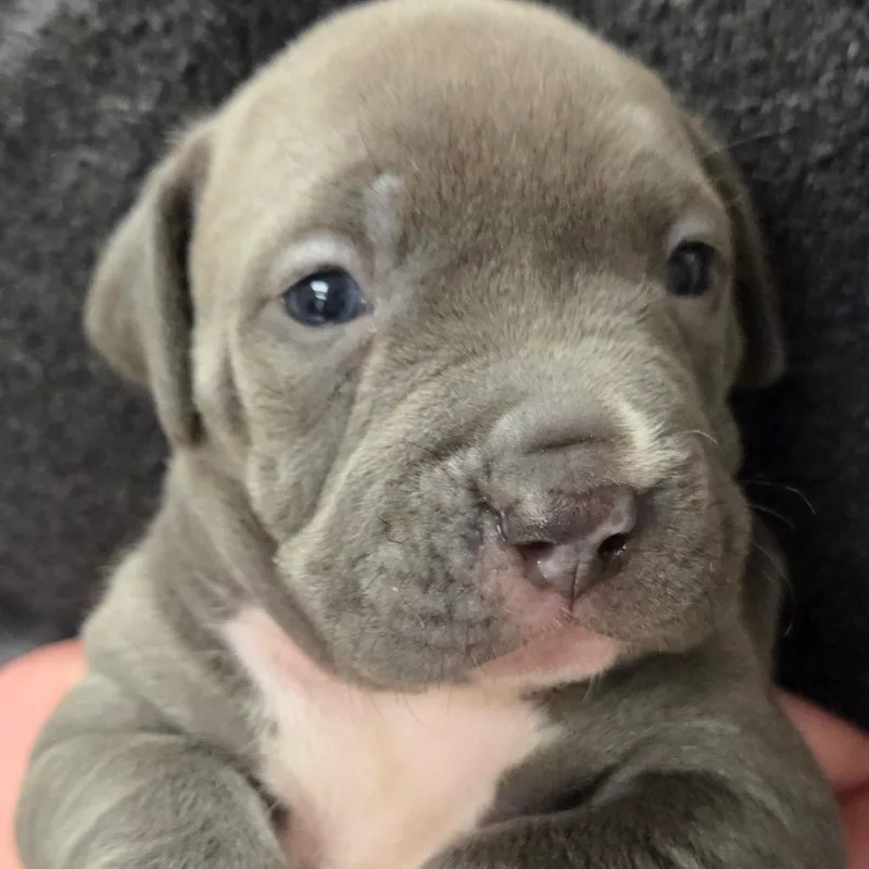 A baby small-sized female Gray / Blue / Silver Terrier dog named Forever for adoption in St. Louis, MO