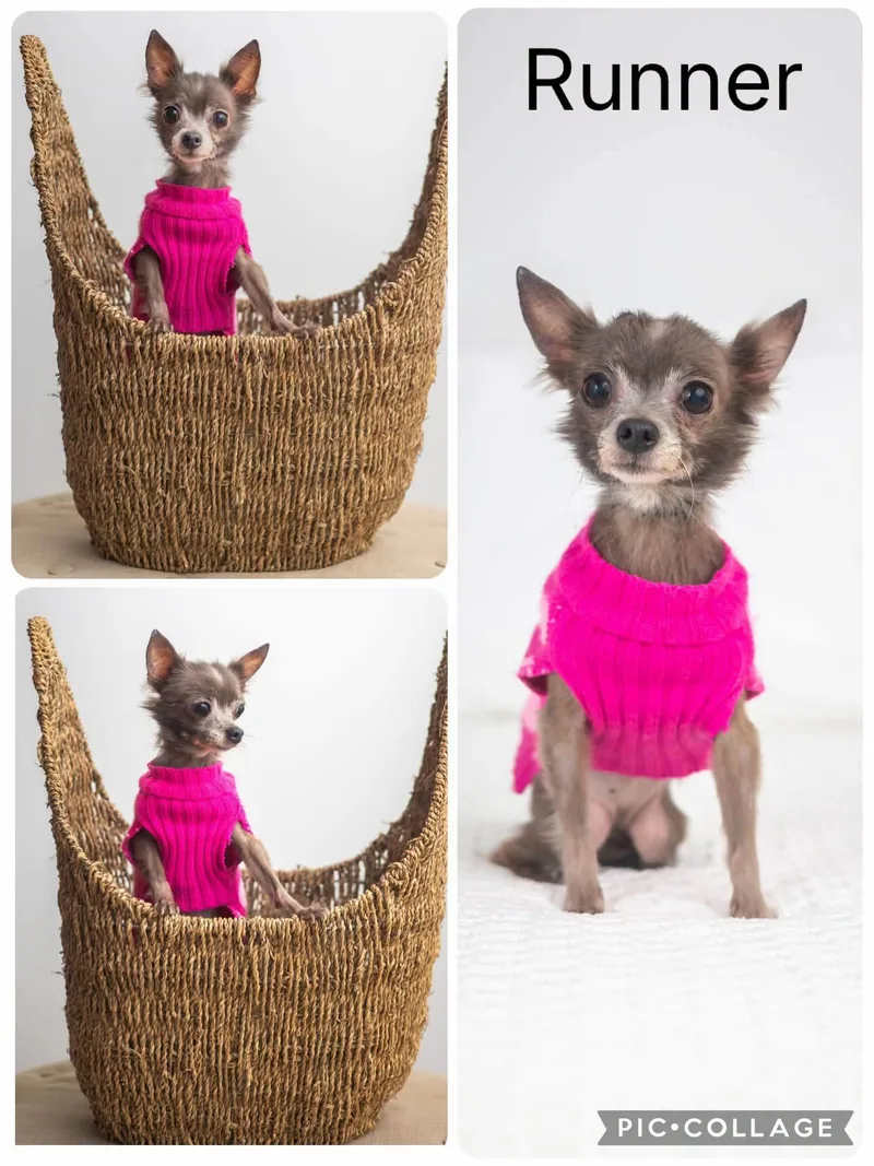 A senior small-sized female Chihuahua dog named Runner for adoption in Enterprise, AL