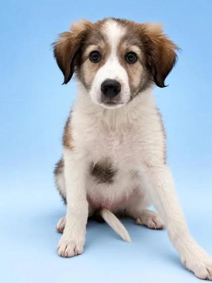 A baby small-sized male Great Pyrenees dog named Max for adoption in Bowling Green, KY