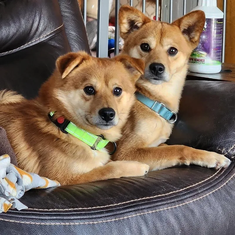An adult small-sized male Shiba Inu dog named Nuggett for adoption in Rogersville, MO