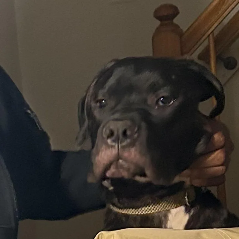 A young large-sized female Brindle Mastiff dog named Lucy for adoption in manchester, PA