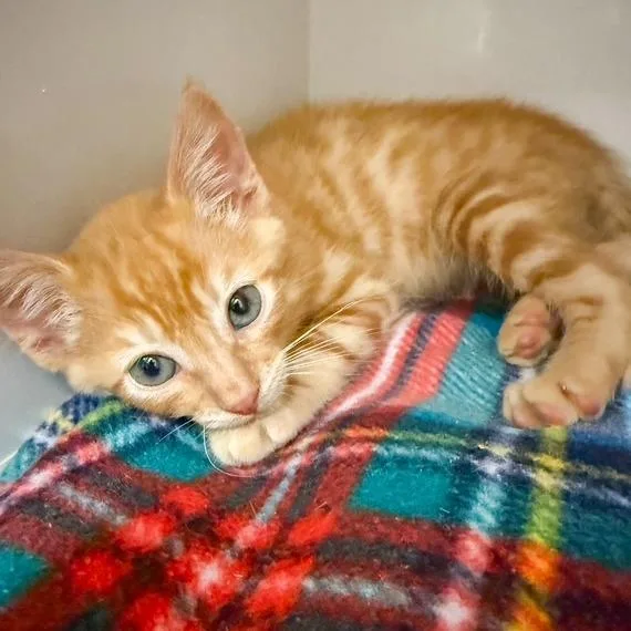 A baby small-sized male Orange / Red Domestic Short Hair cat named Hobbes for adoption in Redwood City, CA