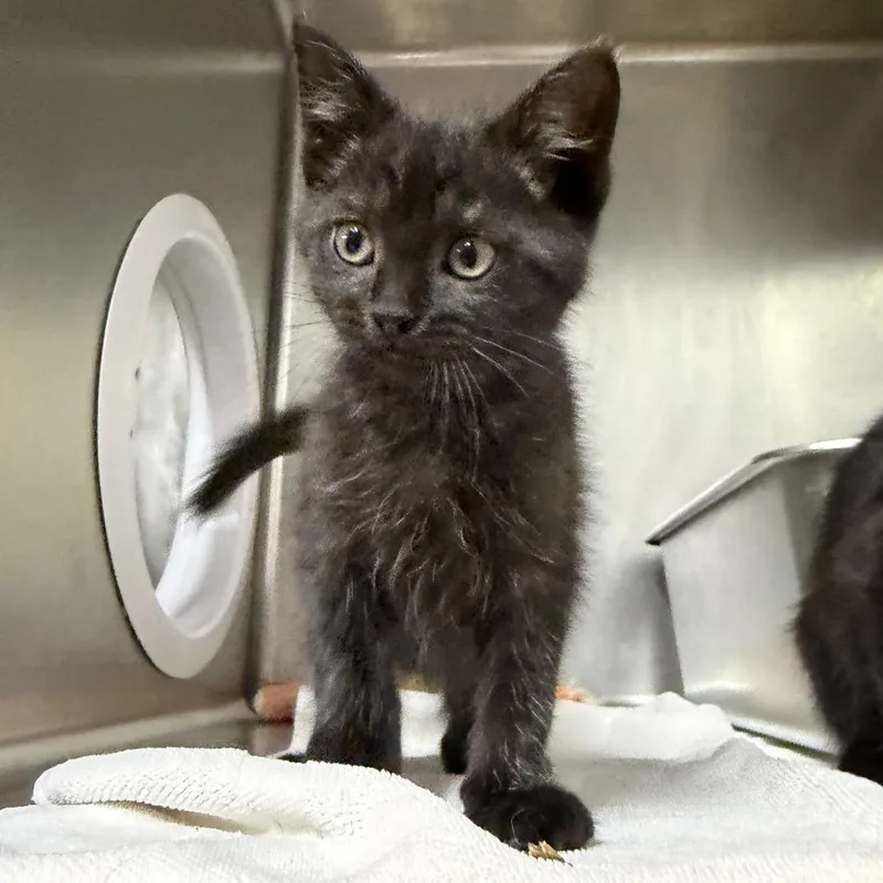 A baby small-sized male Black Domestic Short Hair cat named Conrad for adoption in West Olive, MI