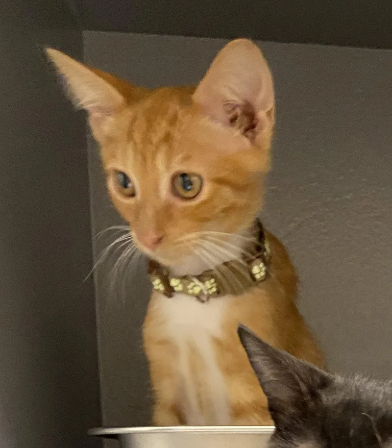 A baby medium-sized male Tabby cat named StevieKC for adoption in Greenville, DE
