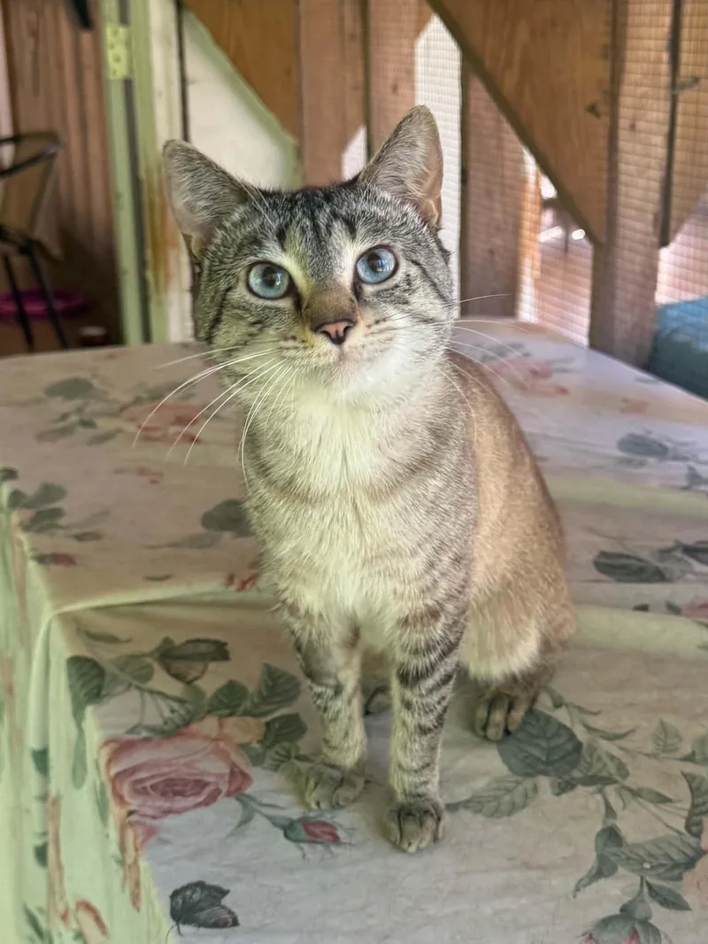 A young medium-sized male Domestic Short Hair cat named Eli for adoption in Talbott, TN