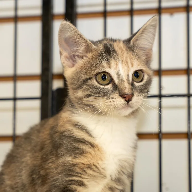 A baby small-sized female Tortoiseshell Domestic Short Hair cat named Paulette for adoption in Pawling, NY