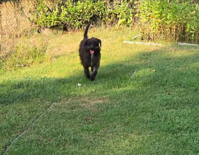 A young medium-sized female Labradoodle dog named Greta for adoption in Alexander, AR
