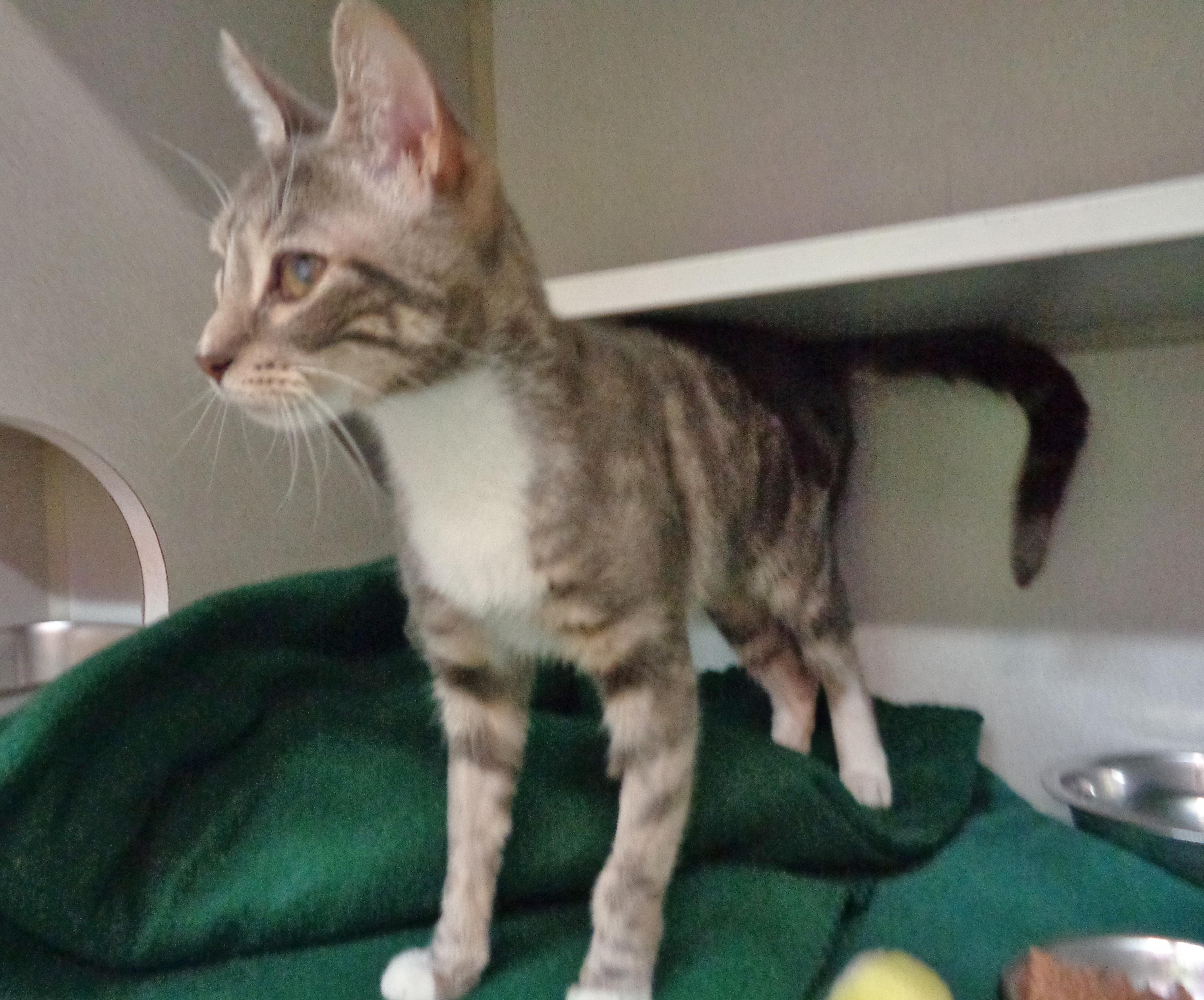 A young small-sized female Buff / Tan / Fawn Tabby cat named Waffle for adoption in Delhi, NY
