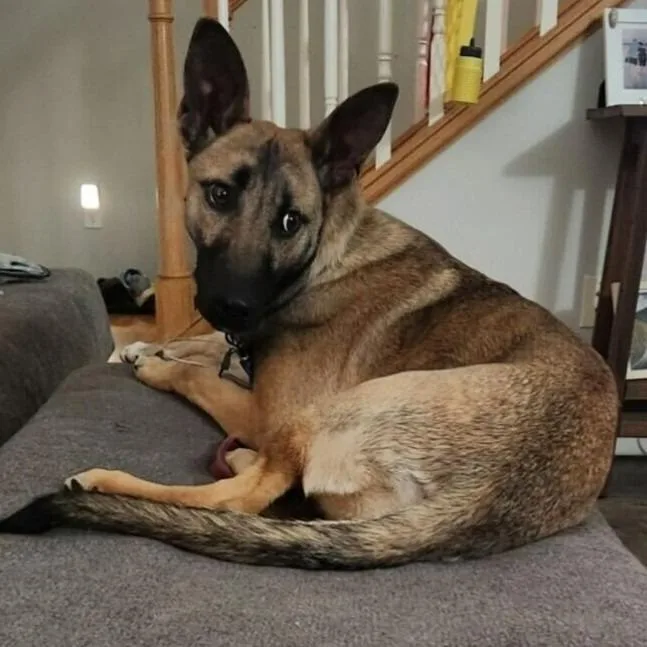 A young small-sized female Mixed Breed dog named Lorraine for adoption in State College, PA