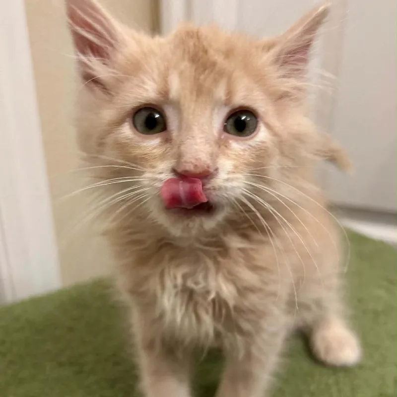 A baby small-sized male Buff / Tan / Fawn Domestic Long Hair cat named Squirt LaGiglia for adoption in Eagle Mountain, UT