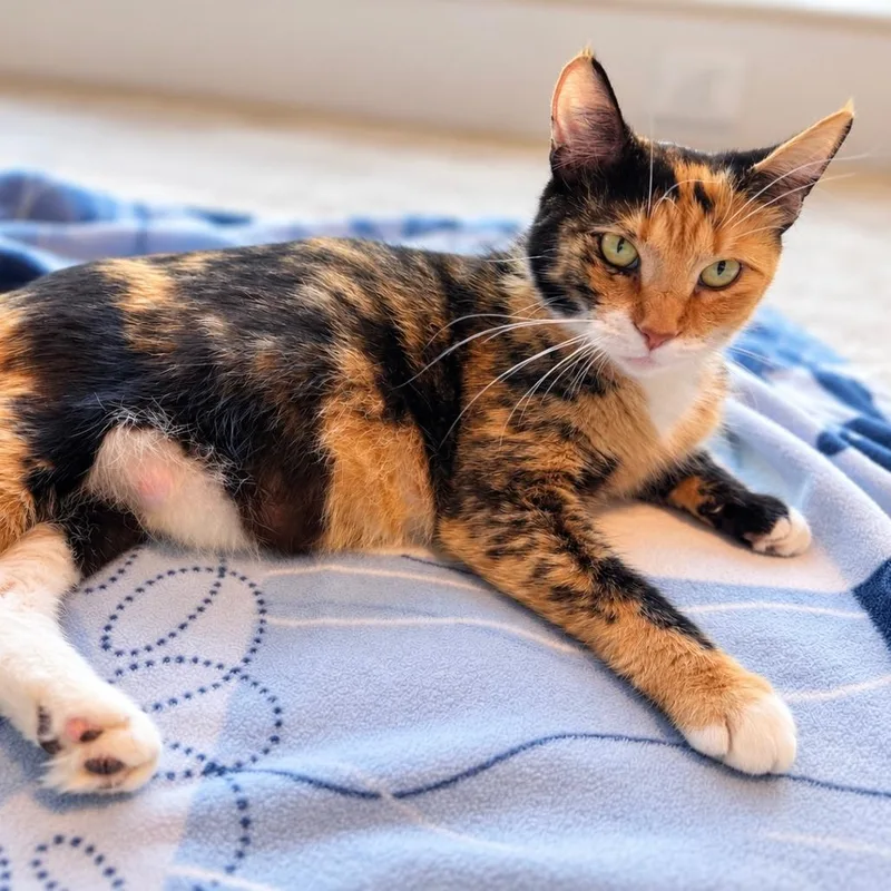 A young medium-sized female Calico Domestic Short Hair cat named Maple Leaf for adoption in Fairfax, VA