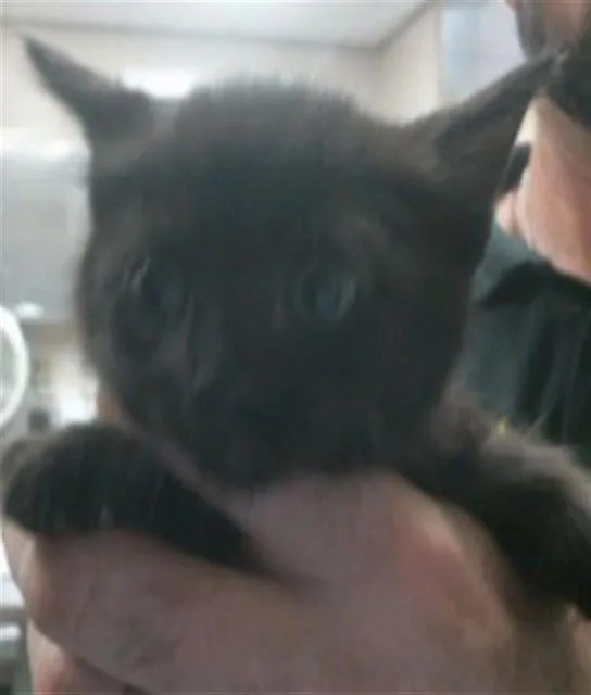A baby small-sized female Domestic Short Hair cat named Solid Black for adoption in Sacramento, CA