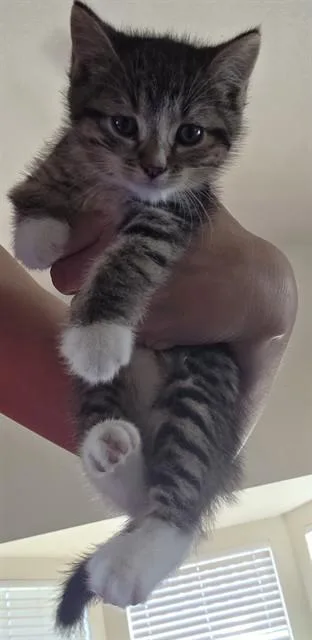 A baby small-sized male Domestic Short Hair cat named Kia for adoption in Colorado Springs, CO