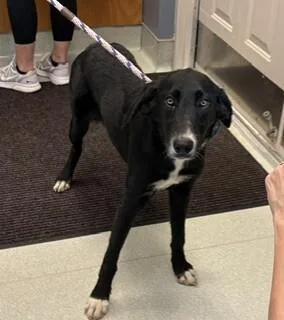 A young medium-sized female Black Labrador Retriever dog named Misty for adoption in Maryville, TN