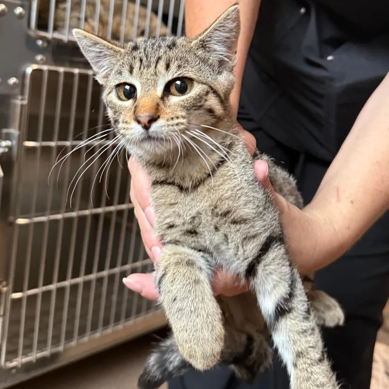 A baby small-sized female Domestic Short Hair cat named Stella for adoption in Cedaredge, CO