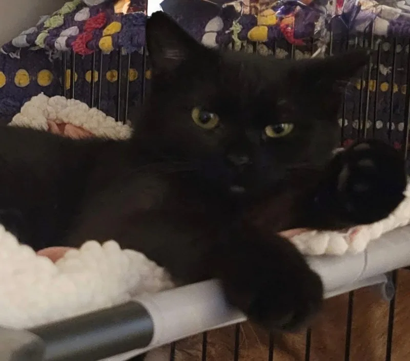 A young medium-sized female Domestic Short Hair cat named Hailey for adoption in Spring Lake, NJ