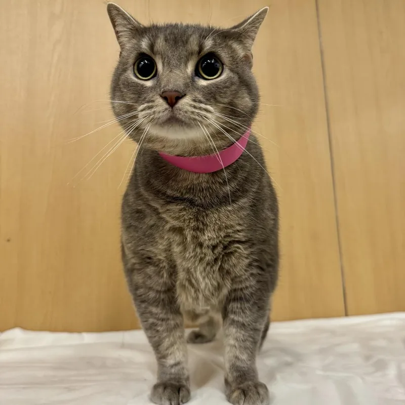 An adult extra large-sized female Domestic Short Hair cat named Cupcake for adoption in Saint Louis, MO