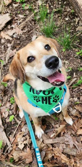 An adult medium-sized female Beagle dog named Cleo for adoption in Peoria, IL