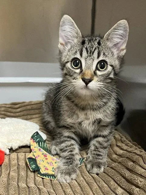 A baby medium-sized male Tabby cat named Atticus for adoption in Mountain View, AR