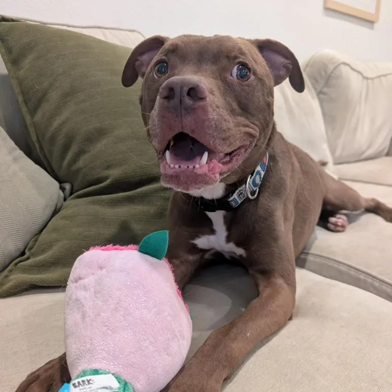 An adult medium-sized male Brown / Chocolate American Staffordshire Terrier dog named Ted for adoption in Martinez, CA