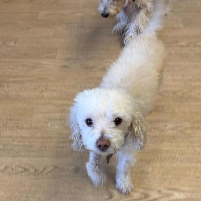 A senior small-sized male White / Cream Maltese dog named Lou Bega for adoption in San Francisco, CA