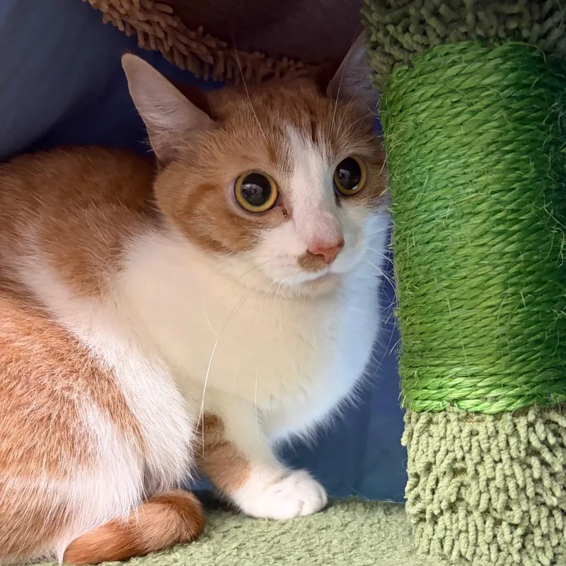 An adult medium-sized female Orange / Red Domestic Short Hair cat named Dakota for adoption in Bedford, NH