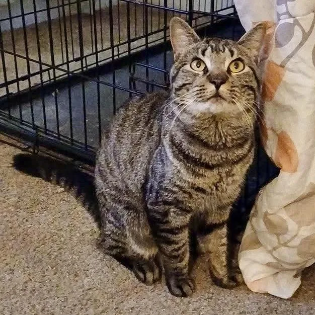 A young medium-sized male Tabby (Tiger Striped) Domestic Short Hair cat named Midas for adoption in Andover, CT