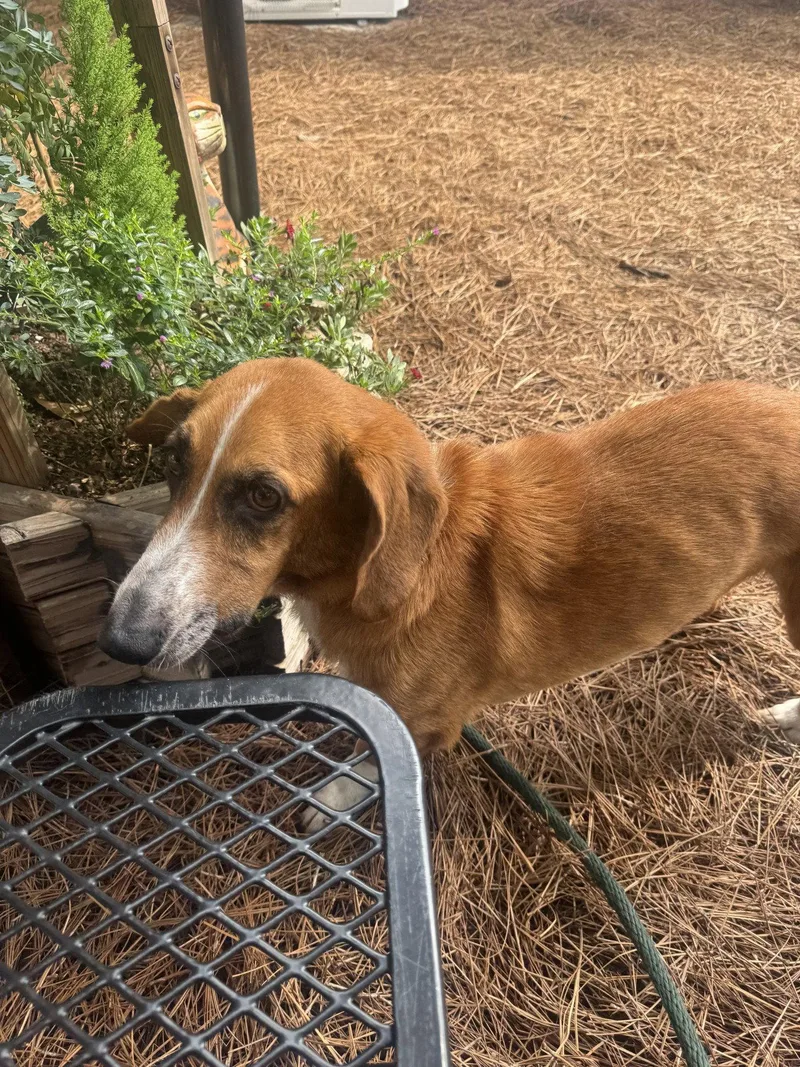 An adult medium-sized male Basset Hound dog named Howard for adoption in Hilton Head Island, SC