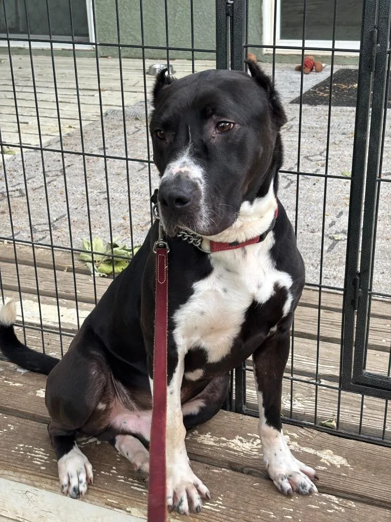 An adult medium-sized male Staffordshire Bull Terrier dog named Halston for adoption in Los Angeles, CA