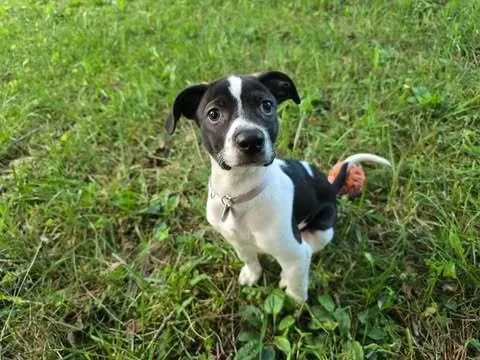 A baby medium-sized male Terrier dog named Soupy for adoption in Candler, NC